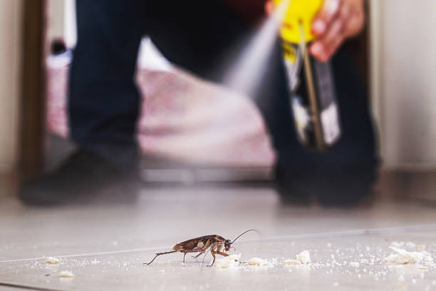 Best Spider Control Near Me  in Lake Morton Berrydale, WA